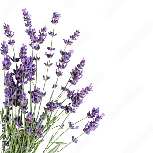 A bouquet of purple lavender on transparent background