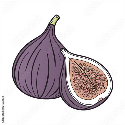 Fig fruit vector art illustration