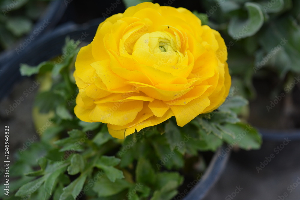 Yellow Rose in a Pot and Garden with Beautiful Blooms and Petals Yellow Rose in a Pot and Garden with Beautiful Blooms and Petals