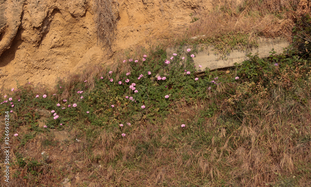 Fototapeta premium Carpobrotus rossii Mesembryanthemum is succulent coastal groundcover plant of family Aizoaceae. Succulent plant that grows among rocks, stones, sea sand in summer. delicate pink flowers