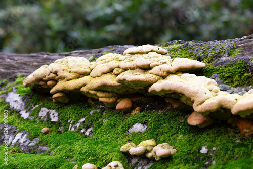 Laetiporus Sulphureus Bracket Fungus growing on a tree in springtime photo