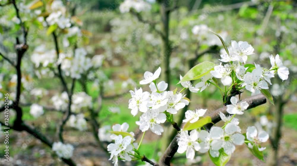 Beautiful springtime pear blossoms blooming in a serene orchard setting Beautiful springtime pear blossoms blooming in a serene orchard setting