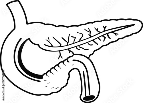Pancrea. vector art with white background. Pancreas human organ, medical model in cartoon style isolated on white background stock vector illustration .