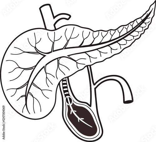 Pancrea. vector art with white background. Pancreas human organ, medical model in cartoon style isolated on white background stock vector illustration .