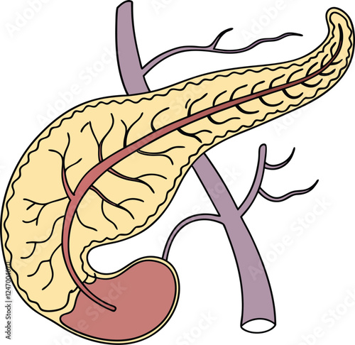Pancrea. vector art with white background. Pancreas human organ, medical model in cartoon style isolated on white background stock vector illustration .