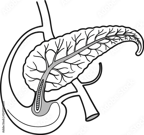 Pancrea. vector art with white background. Pancreas human organ, medical model in cartoon style isolated on white background stock vector illustration .