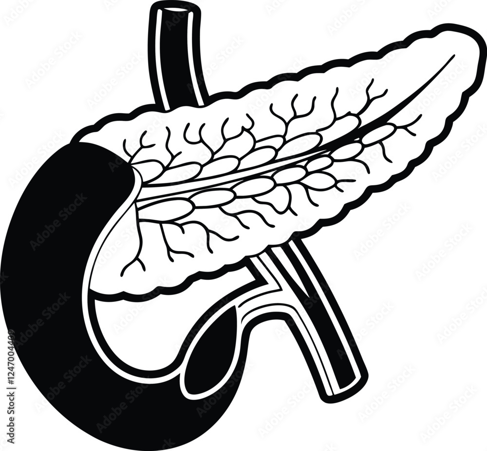 Obraz premium Pancrea. vector art with white background. Pancreas human organ, medical model in cartoon style isolated on white background stock vector illustration .