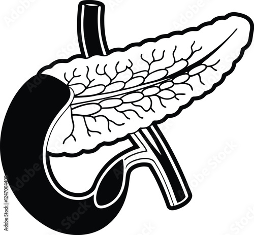 Pancrea. vector art with white background. Pancreas human organ, medical model in cartoon style isolated on white background stock vector illustration .