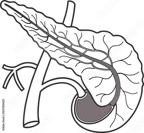Pancrea. vector art with white background. Pancreas human organ, medical model in cartoon style isolated on white background stock vector illustration .