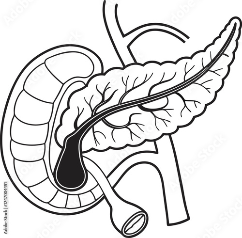 Pancrea. vector art with white background. Pancreas human organ, medical model in cartoon style isolated on white background stock vector illustration .