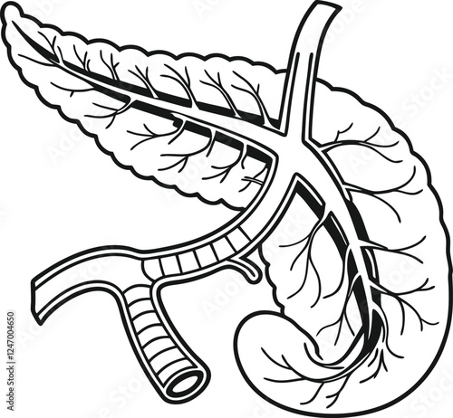Pancrea. vector art with white background. Pancreas human organ, medical model in cartoon style isolated on white background stock vector illustration .