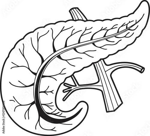 Pancrea. vector art with white background. Pancreas human organ, medical model in cartoon style isolated on white background stock vector illustration .