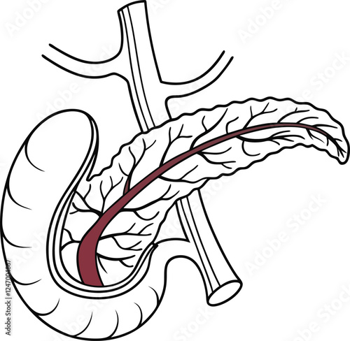 Pancrea. vector art with white background. Pancreas human organ, medical model in cartoon style isolated on white background stock vector illustration .