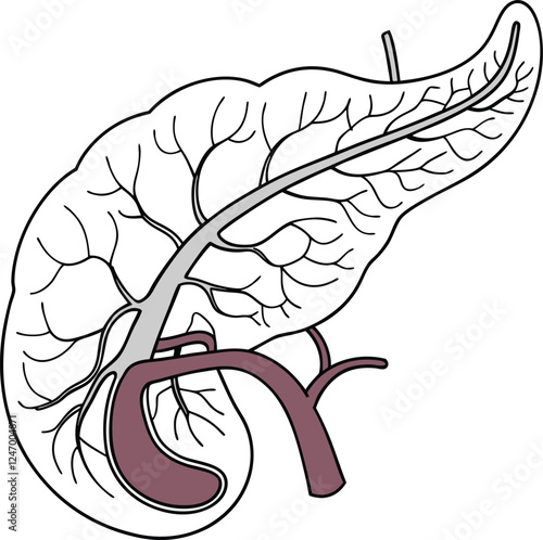 Pancrea. vector art with white background. Pancreas human organ, medical model in cartoon style isolated on white background stock vector illustration .
