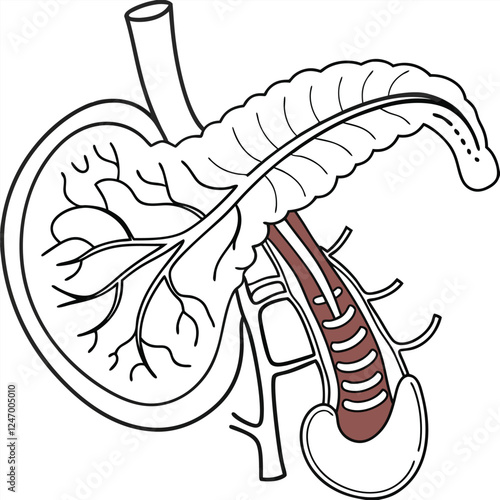 Pancrea. vector art with white background. Pancreas human organ, medical model in cartoon style isolated on white background stock vector illustration .