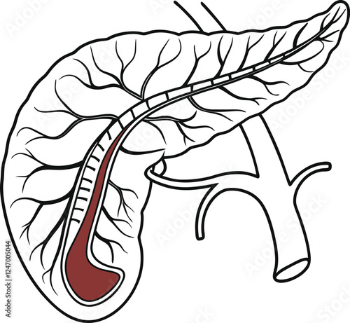 Pancrea. vector art with white background. Pancreas human organ, medical model in cartoon style isolated on white background stock vector illustration .