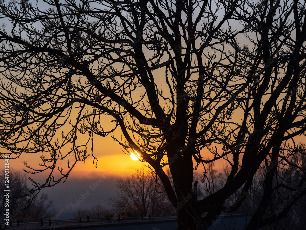 Fototapeta premium Sonnenaufgang über den Feldern mit Blick durch Baumkrone