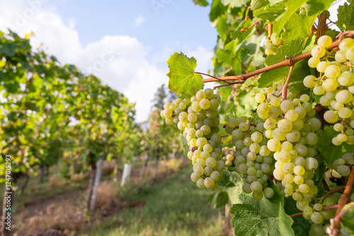 Wallpaper Mural Green riesling wine grapes growing on vine, vineyard in Trier, Moselle Valley Germany, landscape and agriculture, rhineland palatine  Torontodigital.ca