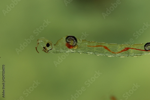 Phantom Midge larva (Chaoborus sp.) underwater, extreme macro close-up. 