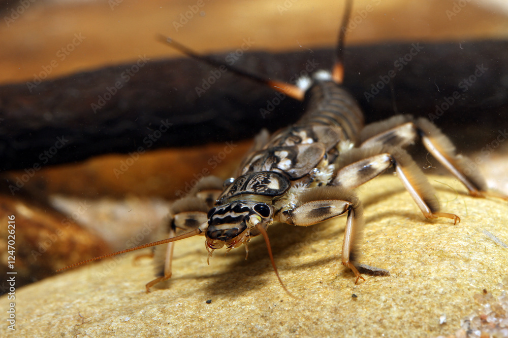 Fototapeta premium Stonefly nymph (Claassenia sabulosa) underwater, sitting on a rock on the streambed, macro close-up. 