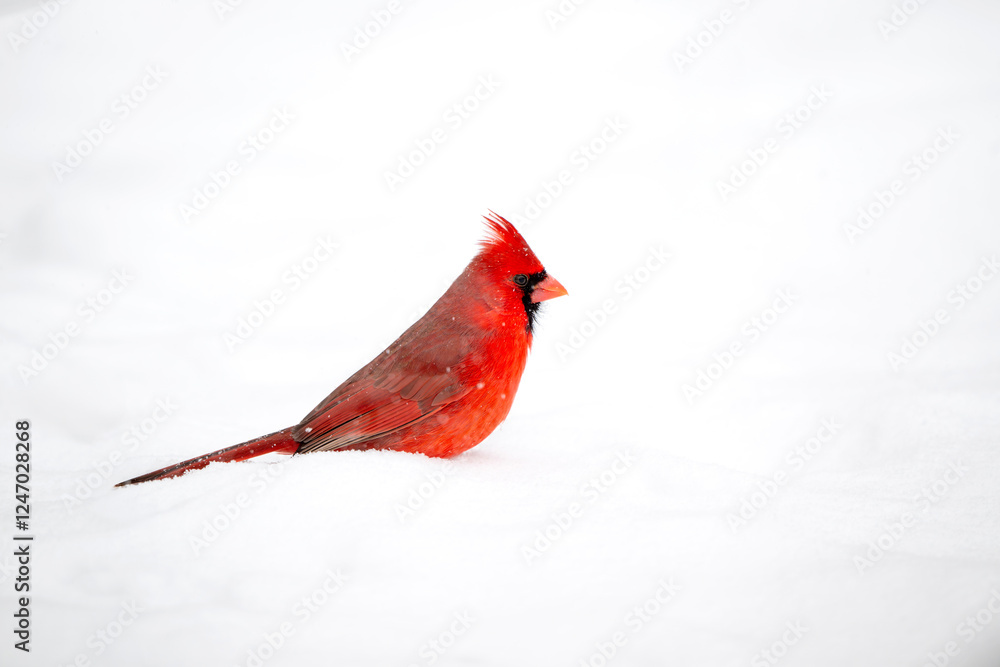 Northern cardinal in the snow