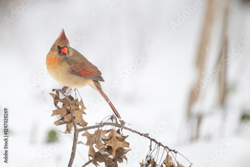Obraz na płótnie Female northern cardinal perched in a tree during snow storm w salonie
