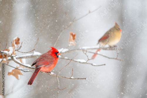 Obraz na płótnie Male cardinal perched on branch with female in the background w salonie