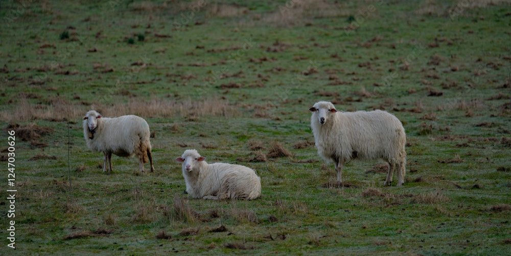 sardinian heep graze in a serene, grassy field, surrounded by patches of bare earth