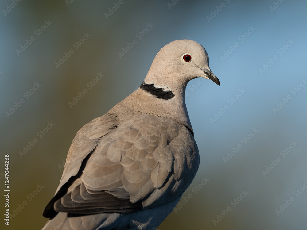 Eurasian Collared-Dove