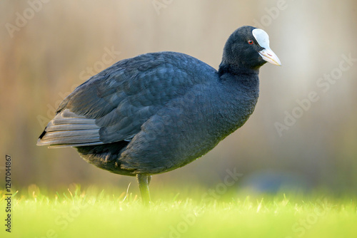 Coot