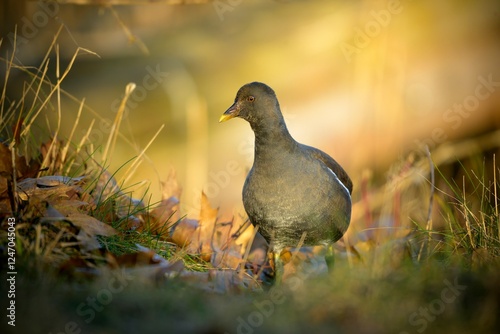 young Moorhen