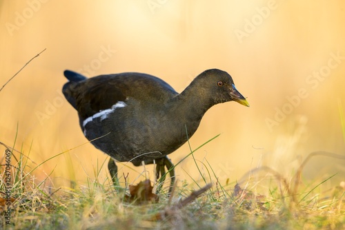 young Moorhen