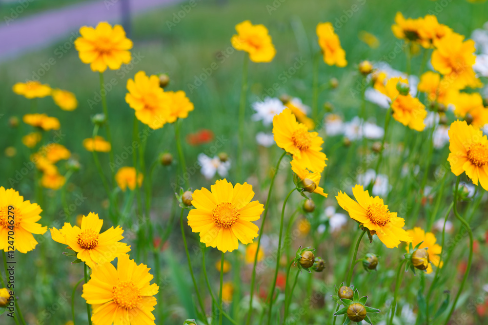 Coreopsis lanceolata, Lanceleaf Tickseed or Maiden eye on meadow, field blooming in summer. Nature, plant, floral background. Garden, lawn of yellow flowers lance leaved Coreopsis in bloom Coreopsis lanceolata, Lanceleaf Tickseed or Maiden eye on meadow, field blooming in summer. Nature, plant, floral background. Garden, lawn of yellow flowers lance leaved Coreopsis in bloom