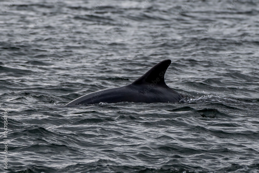 Obraz premium Bottlenose Dolphin (Delphinus Truncatus) In The Moray Firth At Chanonry Point Near Inverness In Scotland