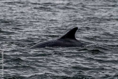 Bottlenose Dolphin (Delphinus Truncatus) In The Moray Firth At Chanonry Point Near Inverness In Scotland photo