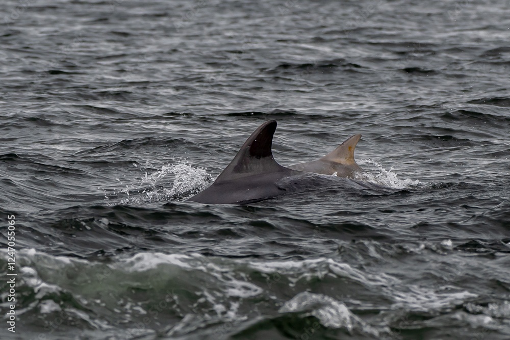 Naklejka premium Bottlenose Dolphin (Delphinus Truncatus) In The Moray Firth At Chanonry Point Near Inverness In Scotland