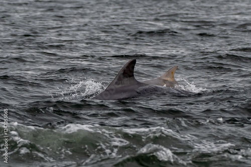 Bottlenose Dolphin (Delphinus Truncatus) In The Moray Firth At Chanonry Point Near Inverness In Scotland photo