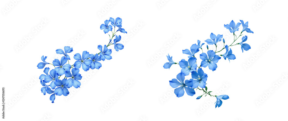 Two Delicate Blue Forget-Me-Not Flower Clusters With Tiny Petals And Graceful Stems Isolated On Transparent And White Background Two Delicate Blue Forget-Me-Not Flower Clusters With Tiny Petals And Graceful Stems Isolated On Transparent And White Background