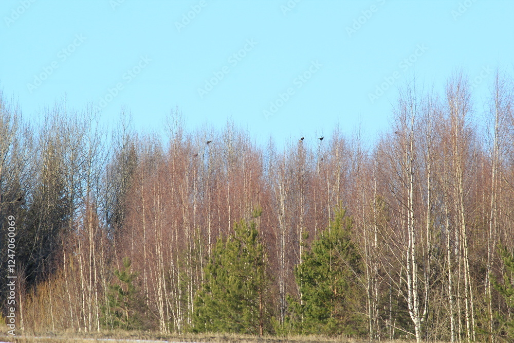 a flock of black grouse sits on the treetops in early spring a flock of black grouse sits on the treetops in early spring