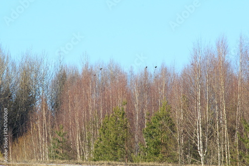 Wallpaper Mural a flock of black grouse sits on the treetops in early spring Torontodigital.ca