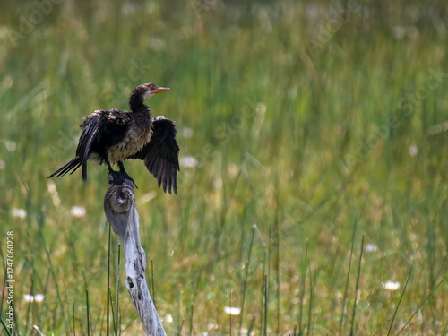 A reed shag (Microcarbo africanus) sitting on a wooden stick. photo