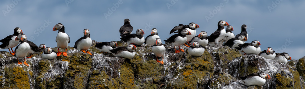 Obraz premium Group Of Seabird Species Atlantic Puffin (Fratercula arctica) On The Isle Of May In The Firth Of Forth Near Anstruther In Scotland