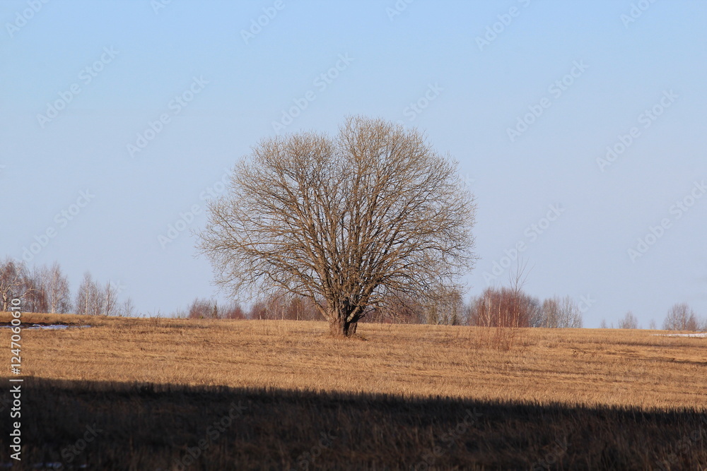 a lonely tree in a field in early spring a lonely tree in a field in early spring