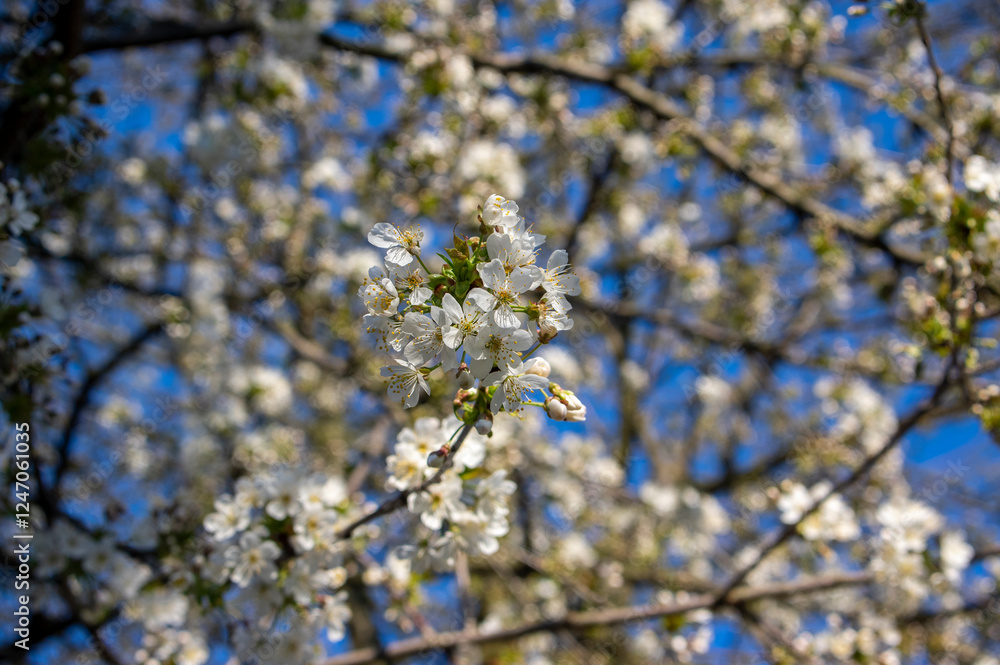 Prunus avium wild sweet cherry in bloom, beautiful white flowering tree branches with green leaves Prunus avium wild sweet cherry in bloom, beautiful white flowering tree branches with green leaves