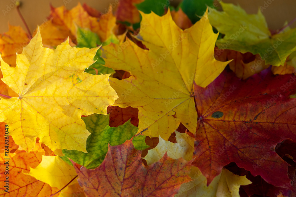 Acer platanoides bright autumn colorful leaves background, autumnal bright yellow orange red colors