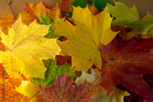 Obraz na płótnie Acer platanoides bright autumn colorful leaves background, autumnal bright yellow orange red colors w salonie