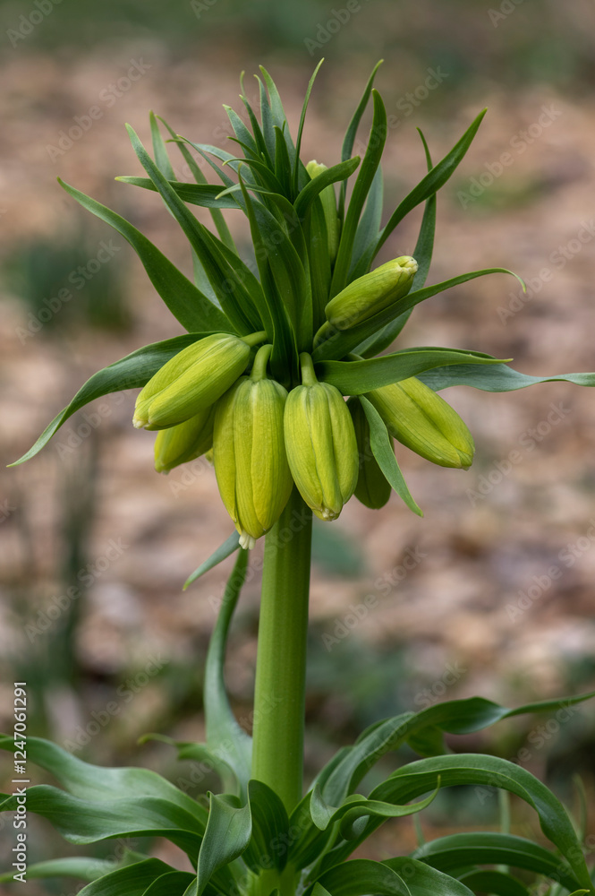 Fritillaria imperialis Maximea Lutea crown imperial flower in bloom, beautiful tall yellow flowering spring bulbous plant