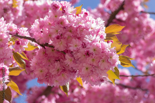 Obraz na płótnie Prunus serrulata Japanese cherry tree double flower cultivation called sakura or taihaku in bloom, flowering oriental cherry w salonie
