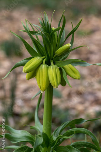 Obraz na płótnie Fritillaria imperialis Maximea Lutea crown imperial flower in bloom, beautiful tall yellow flowering spring bulbous plant w salonie