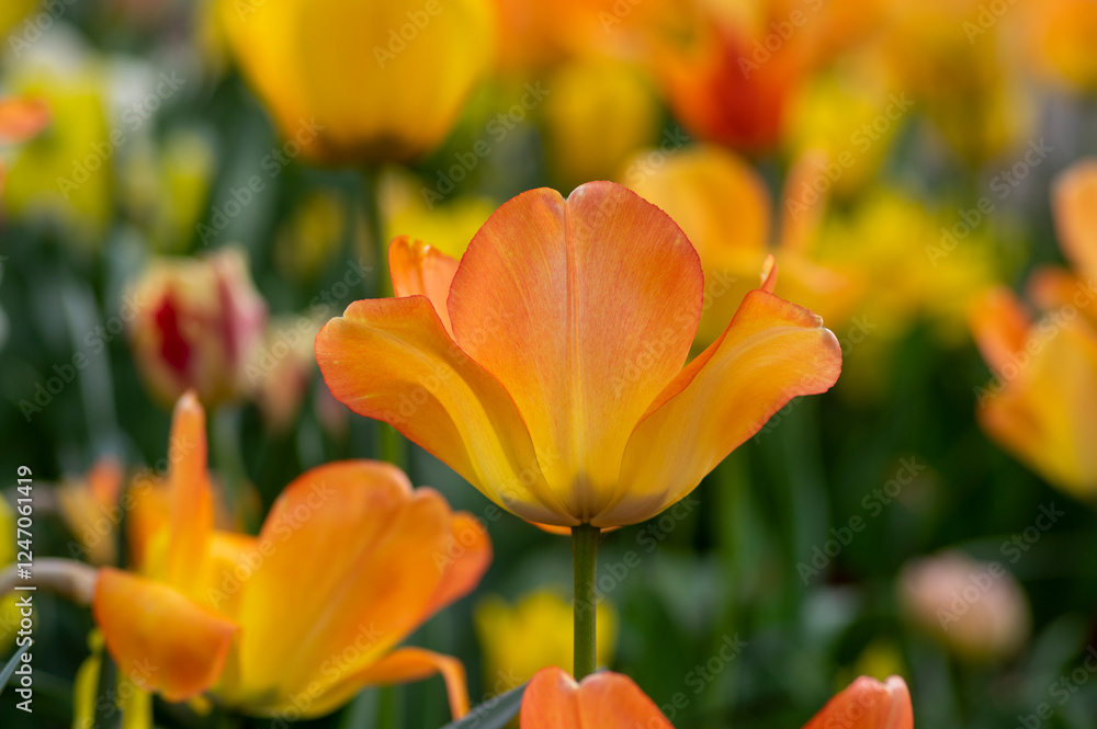 Amazing garden field with tulips of various bright rainbow color petals, beautiful bouquet of colors in sunlight daylight